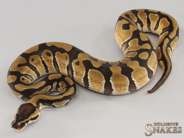 0.1 Enchi triple het Clown Desert Ghost Piebald 2023