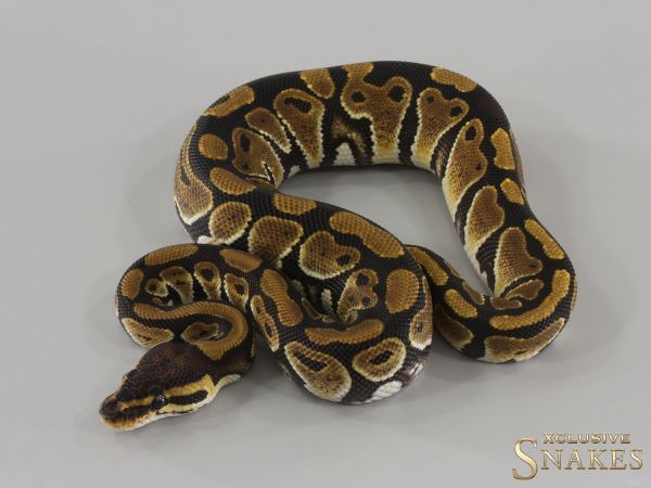 0.1 Triple het Hypo Desert Ghost Clown 2024