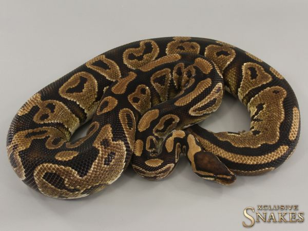 0.1 Yellow Belly double het Lavender Piebald 2019