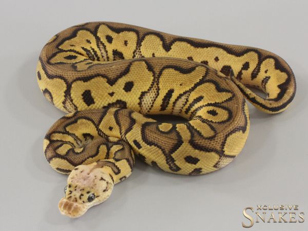 1.0 Pastel Clown double het Hypo Desert Ghost 2024