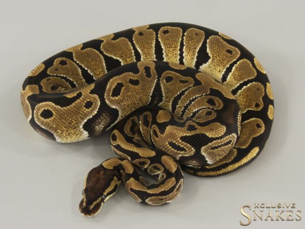 0.1 Classic double het Candy Clown 2024