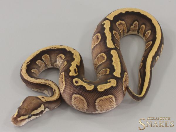 1.0 GHI Red Stripe Desert Ghost het Piebald 2024