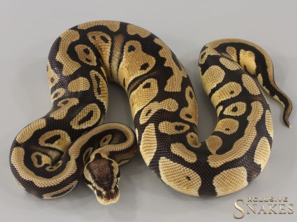 0.1 Pastel triple het Desert Ghost Clown Piebald 2023