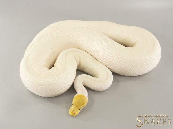 0.1 Special Banana Piebald 2020