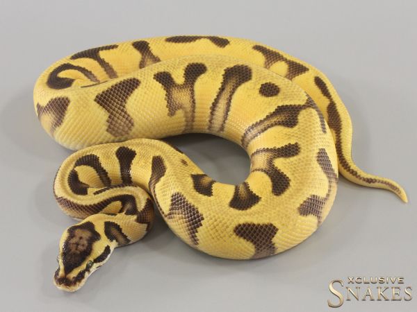 1.0 Pastel Enchi Fire Orange Dream double het Clown Piebald 2023