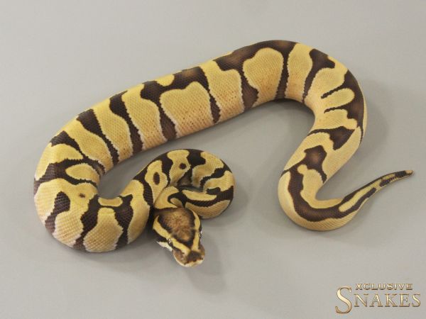 0.1 Enchi Vanilla Desert Ghost het Piebald 2024