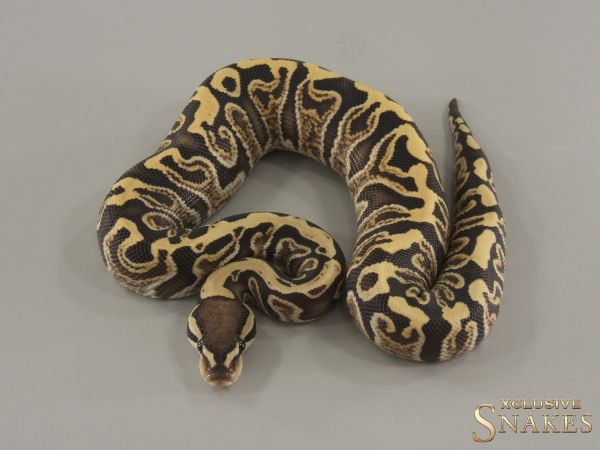 1.0 GHI Desert Ghost het Clown 2024