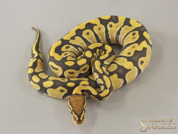 1.0 Hypo Desert Ghost het Clown 2024