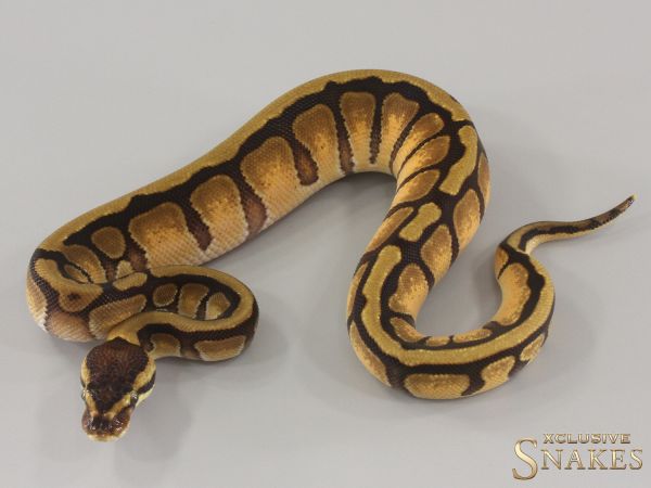 0.1 Enchi Red Stripe double het Desert Ghost Piebald 2024