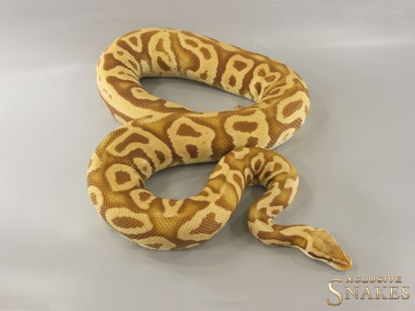 0.1 Pastel Leopard Ultramel het Clown 2019