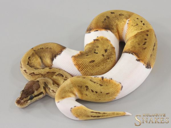 0.1 Pastel Pinstripe Piebald 2024