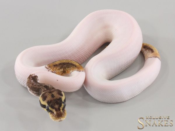 0.1 Pastel pos Copper Leopard Piebald het Clown 2024