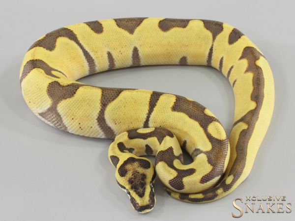 0.1 Special Enchi Desert Ghost pos het Clown 2024