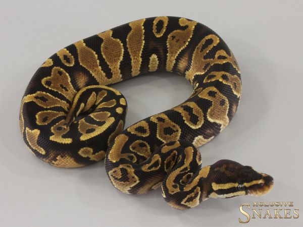 0.1 Gravel double het Desert Ghost Piebald 2024