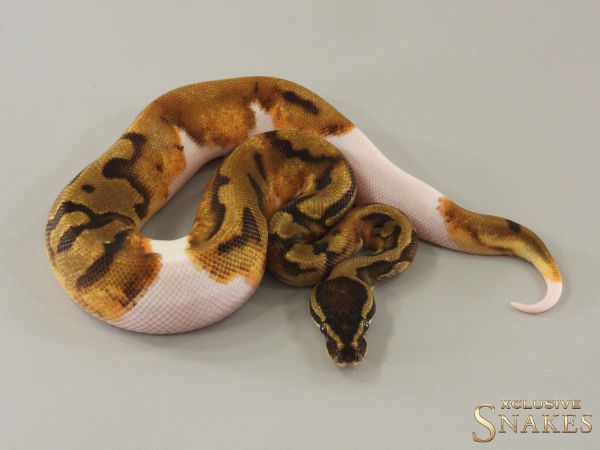 1.0 Enchi Piebald 2024