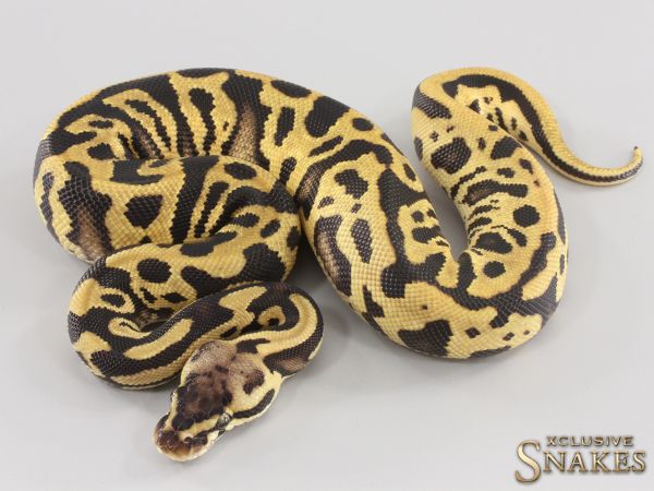 0.1 Orange Dream Pastel Leopard double het Clown Piebald 2023