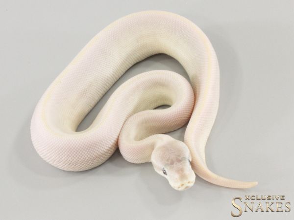 0.1 Phantom Mojave pos Leopard het Clown 2024