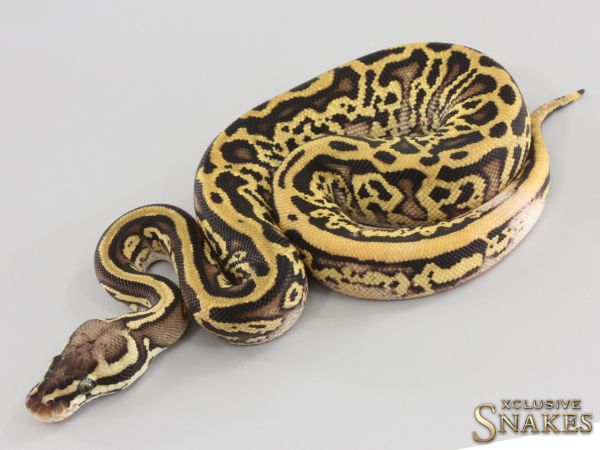 0.1 Firefly Leopard Trick Yellow Belly Trick double het Clown Piebald 2023