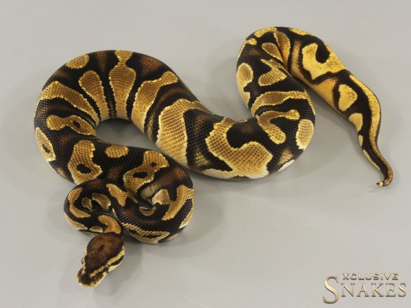 1.0 Orange Dream triple het Hypo Clown Piebald 2023