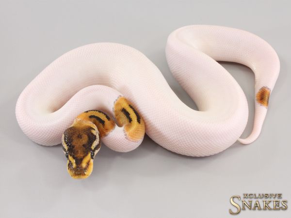 1.0 Special Piebald het Desert Ghost 2023