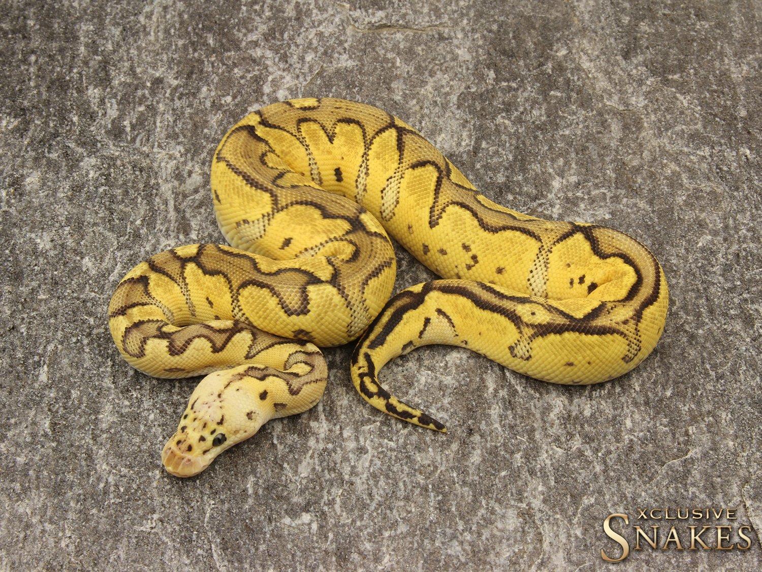 1 0 Pastel Vanilla Clown 2019 Xclusive Snakes