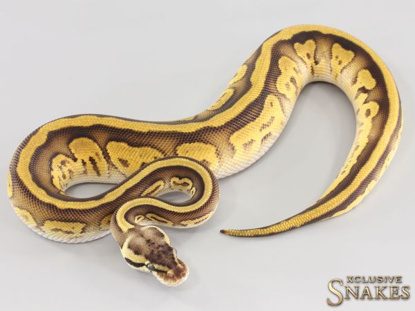 0.1 Bongo Enchi Pastel Leopard het Clown 2023