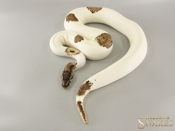 1.0 Orange Dream Leopard Piebald het Clown 2019