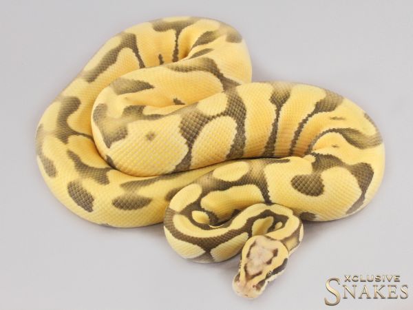 1.0 Pastel Vanilla Enchi Desert Ghost 2021 (1100g @11.2023)