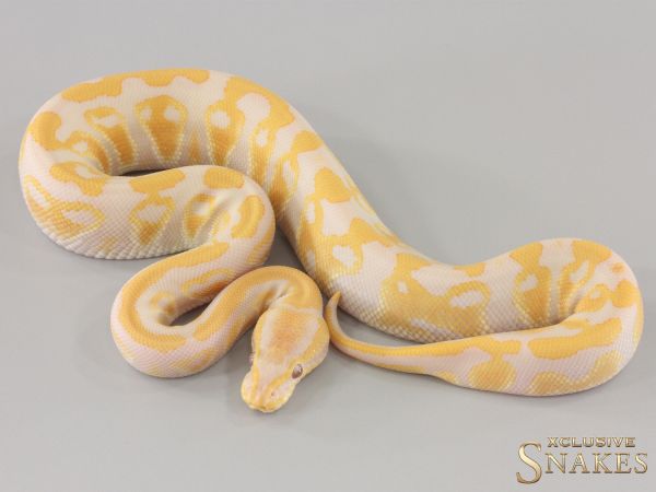 1.0 Lavender double het Clown Piebald 2024