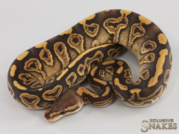 0.1 Wookie Black Pastel het Clown 2023