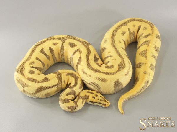 0.1 Enchi Super Pastel Leopard Desert Ghost het Clown 2021