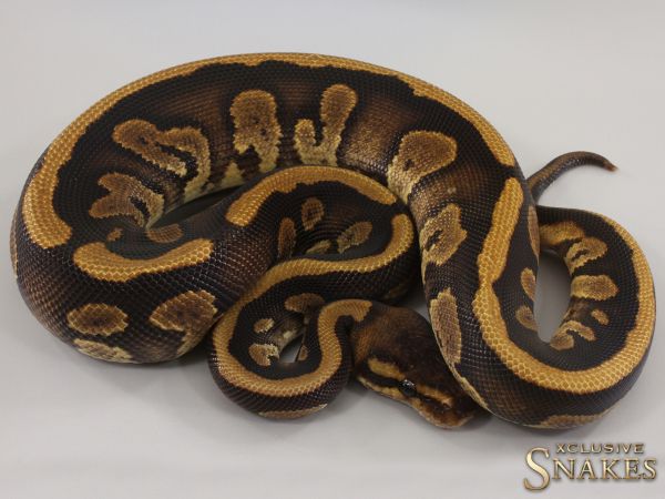 0.1 Copper double het Clown Piebald 2023