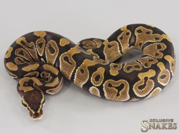 1.0 ODD double het Hypo Clown 2023