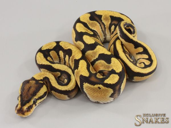 1.0 Enchi Orange Dream Fire double het Desert Ghost Clown 2023