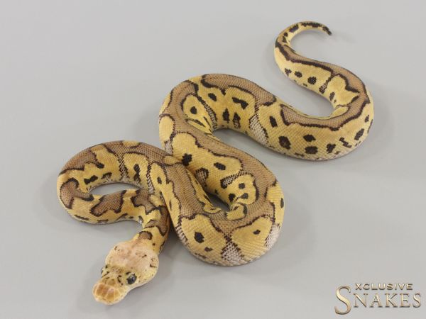 0.1 Pastel Clown double het Hypo Desert Ghost 2024