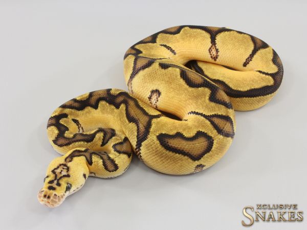 1.0 Pastel Enchi Clown het Desert Ghost 2023