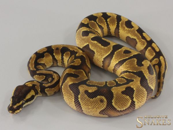 1.0 Enchi Gravel double het Desert Ghost Piebald 2024