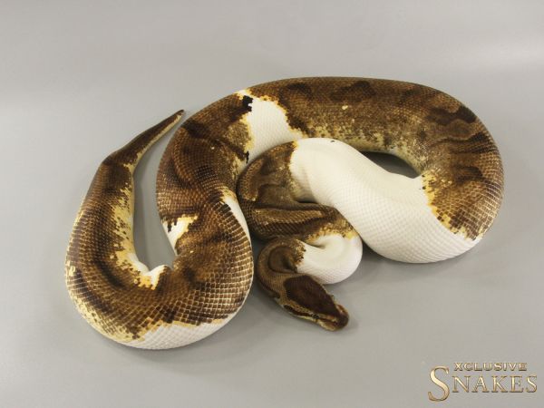 0.1 Enchi Piebald 2015