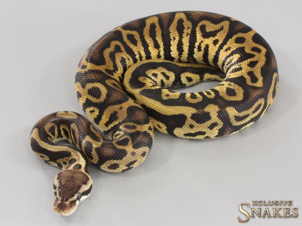 1.0 Pastel Leopard double het Ultramel Clown 2023