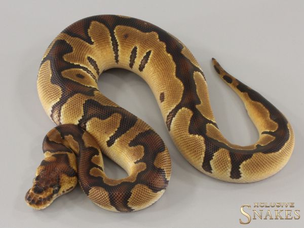 0.1 Enchi Clown het Ultramel 2024