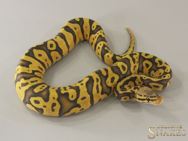 1.0 Pastel Confusion Hypo het Clown 2024