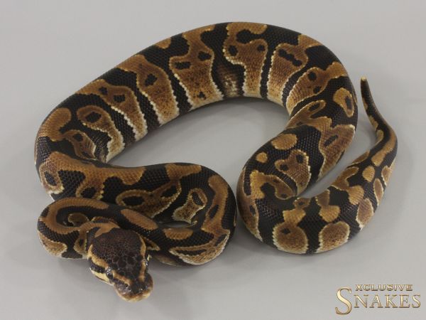 0.1 Triple het Lavender Clown Piebald 2024