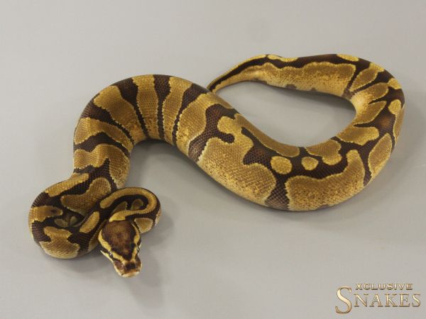 0.1 Enchi Vanilla double het Desert Ghost Piebald 2024