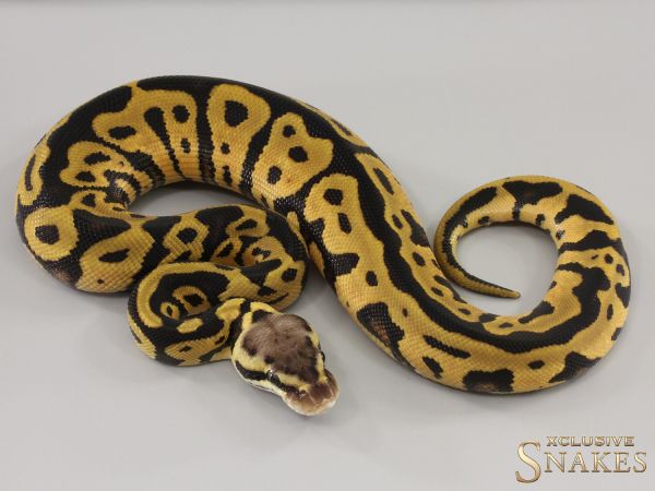 0.1 Pastel Leopard triple het Hypo Desert Ghost Clown 2023