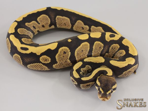 1.0 Copper Desert Ghost het Piebald 2023