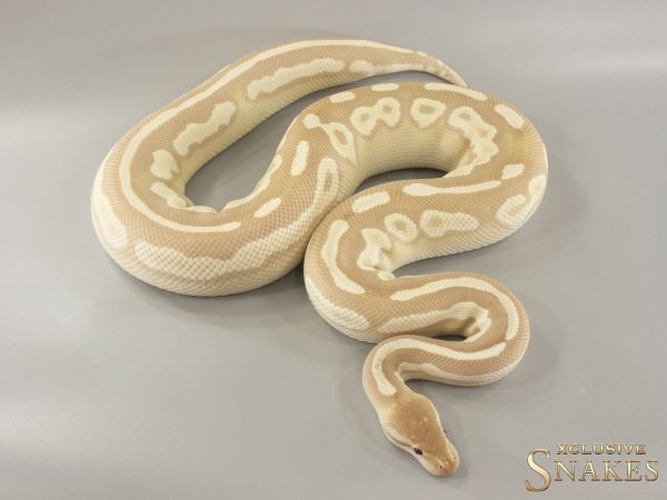 0.1 Mojave Cinnamon Banana Desert Ghost (FMaker) 2021