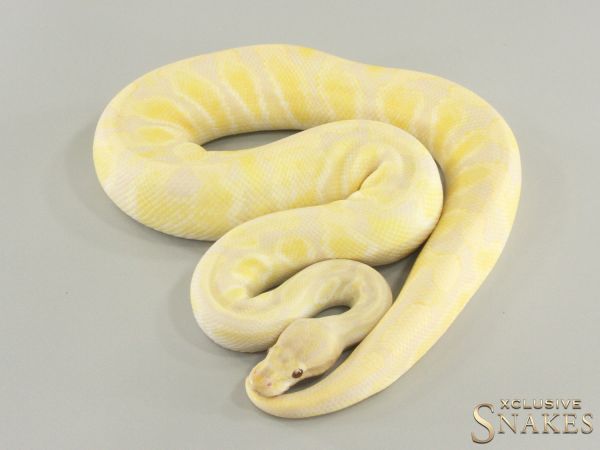 1.0 GHI Lavender Albino het Piebald 2020 (0,6kg)