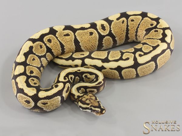 1.0 Spotnose Desert Ghost het Hypo 2023