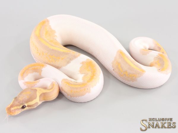 0.1 Banana Orange Dream Yellow Belly Piebald 50% het Axanthic 2023