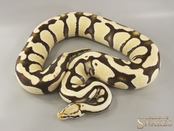 0.1 Pastel Desert Ghost het Clown 2021